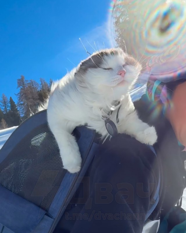 Интернет взорвала кошка из Швейцарии, которая обожает кататься на сноуборде
Живёт веселее нас