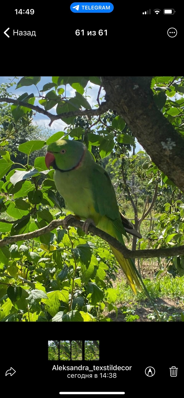 ВНИМАНИЕ!
НАЙДЕН ПОПУГАЙ
Чкаловский район
Хозяева отз?...