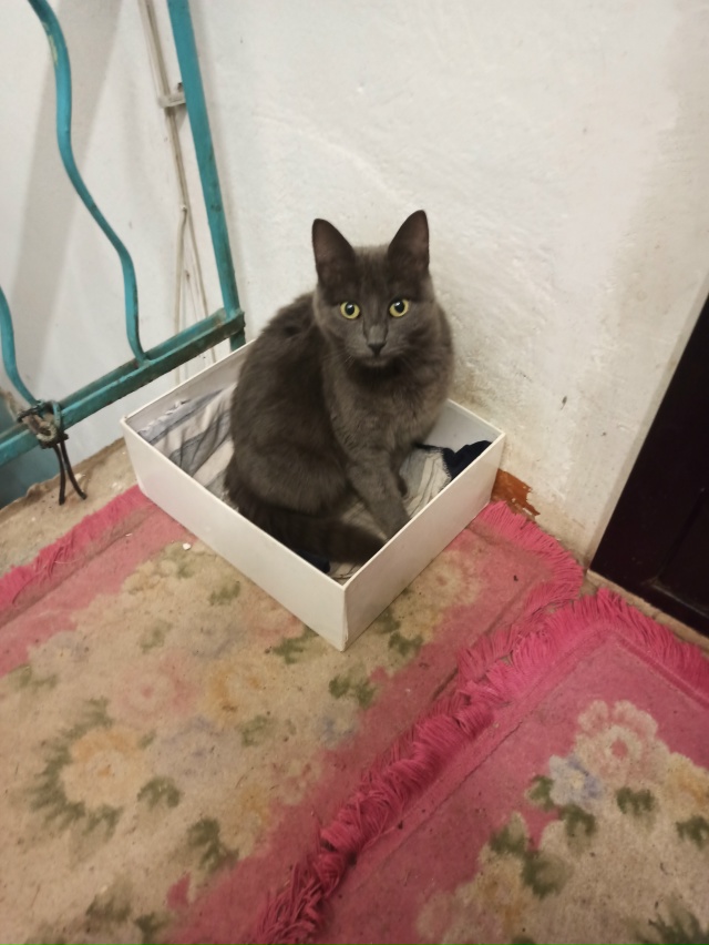 Чей котик уже больше недели у нас в подъезде и ночью и д...