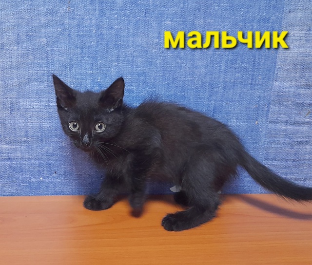 КОТЯТА- ЧЕРНЫШИ 🐈‍⬛ ИЩУТ ЛЮБЯЩИХ ХОЗЯЕВ ❤️. Котятк?...