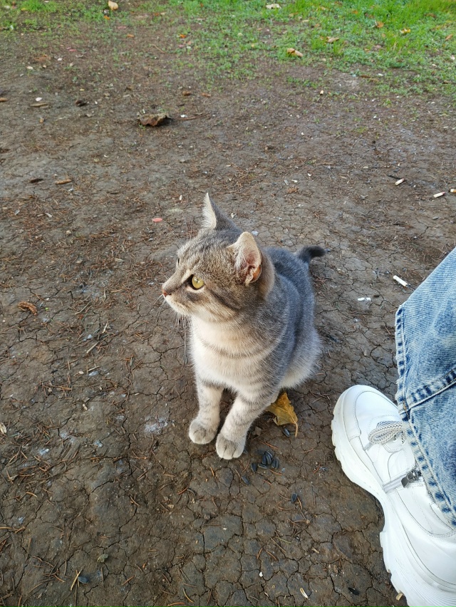 Никто котика не терял? Чистый, ручной. Парк Соколова (пе...