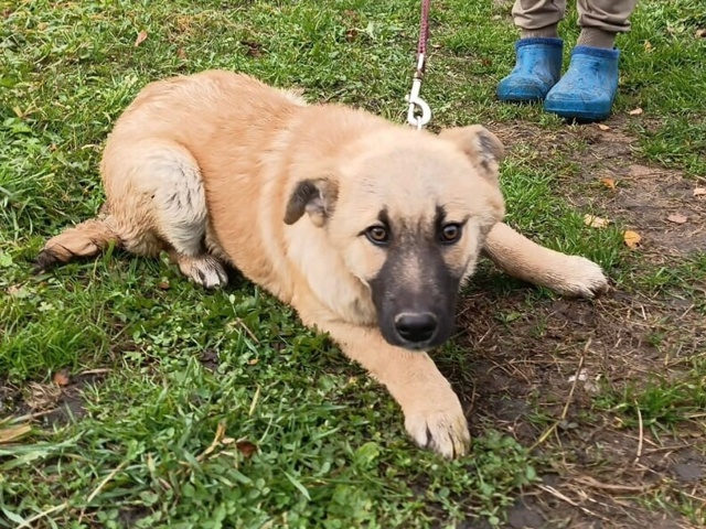 ?ДВА МАЛЬЧИКА-КРАСАВЧИКА ИЩУТ ДОМ!?
Щенкам -малышам ?...