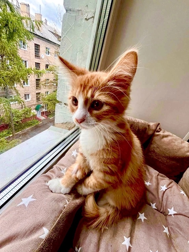 Маленький Гоша сидит на окошке 🐈