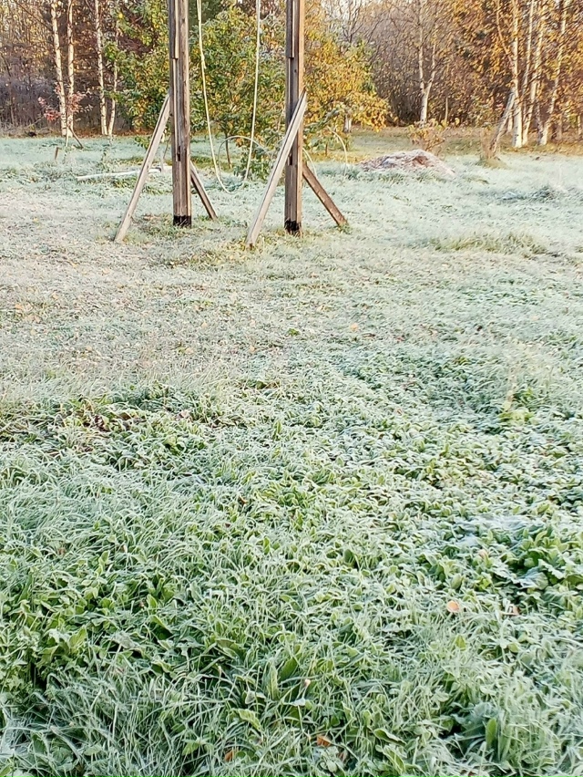 Первые заморозки-крaсиво 🌿🍁Листья В серебряной крaс?...