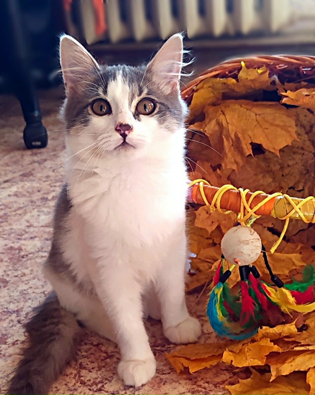 Маленький Пуховичок остался один. Сестрица уехала в но...