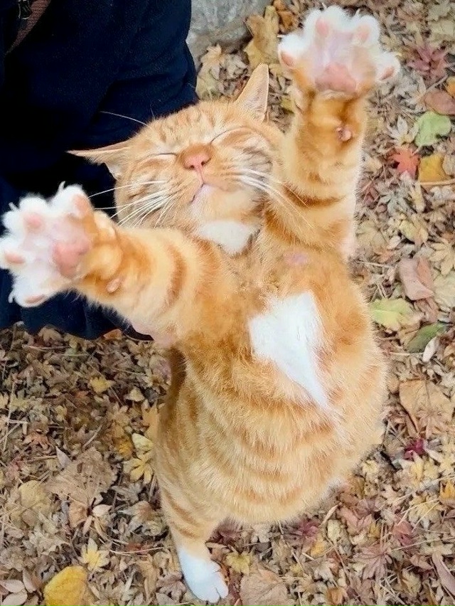 Айда обниму 😻🐾