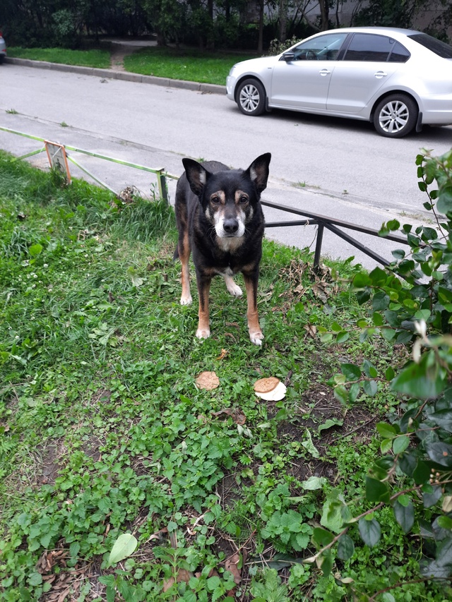 Второй день, во дворе дома 1 ул Верхняя, сидит собака....?...