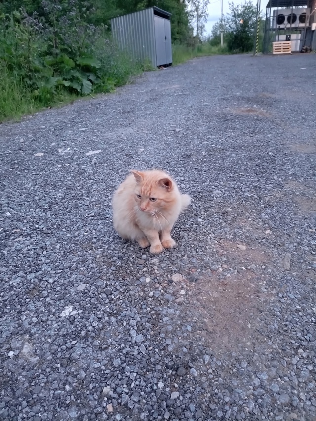 Ваши вопросы.
1⃣ Найдена сережка , около Дк Ладугина
2⃣...