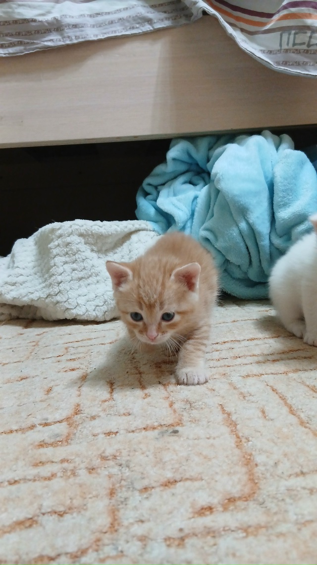 Отдам кота рыжего, 28 ноября будет 1 месяц