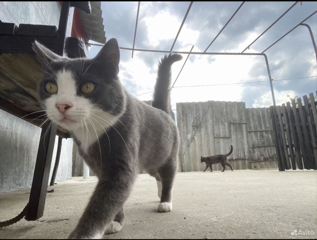 отдам ласкового котика в добрые руки, 3 года, очень друж...