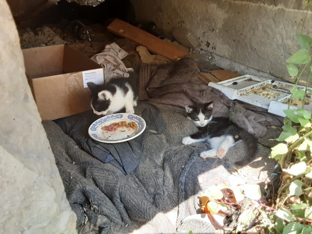 Котята 2,5 месяца в добрые руки, кушают всё, ?...