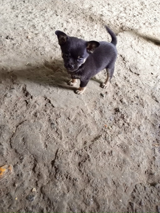 Отдам щенка сучка мама и папа на фото