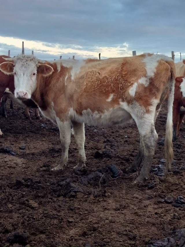 Продадим подсосную корову ( третий отёл)
Обращаться по ...