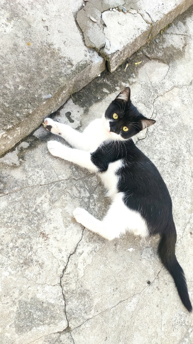 Отдам котят в хорошие руки, ласковые, 2 черно белых маль...