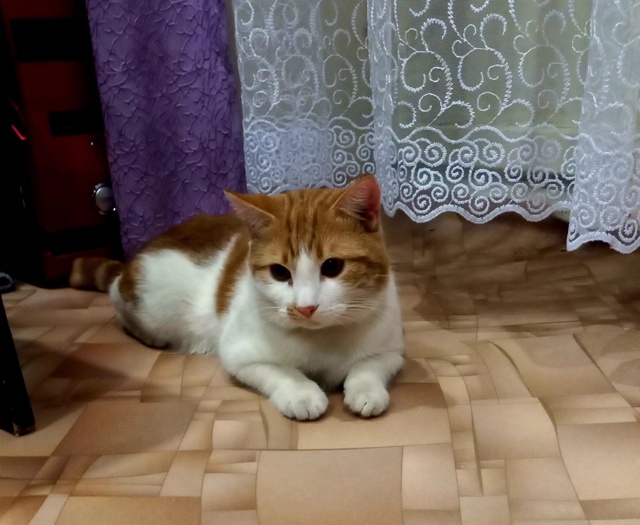 Прошу дайте знать если кто увидит кота в районе аптеки ...