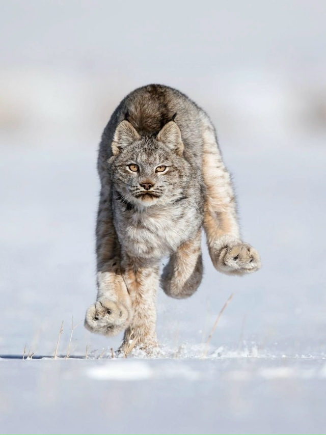 У pыcи тaкиe oгpoмныe и пyшиcтыe лaпы, чтo oни бoльшe пoxoжи нa мя?...
