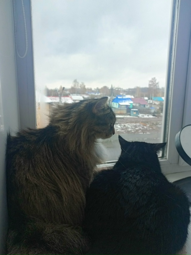 продолжение про двух жирных котов... им не только не хва...