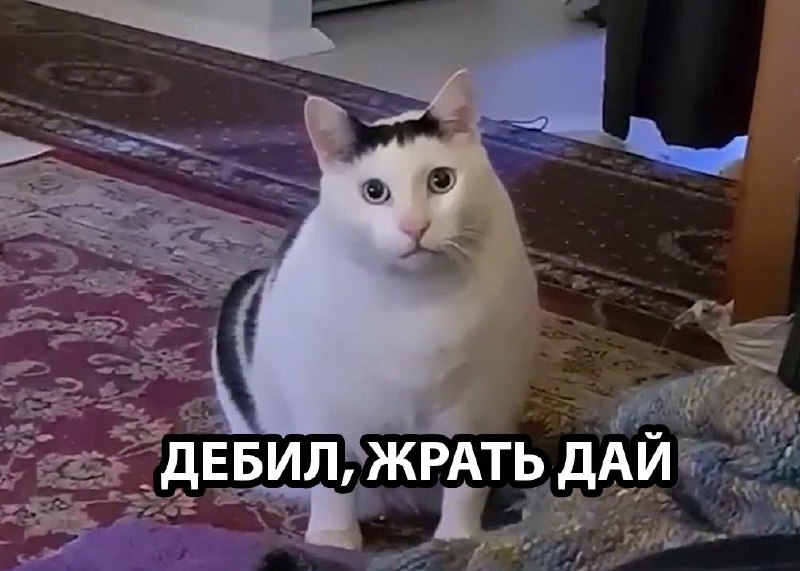 Кошки официально считают мужчин тупыми — теперь это доказано наукой.
Ученые выяснили, что пушистые