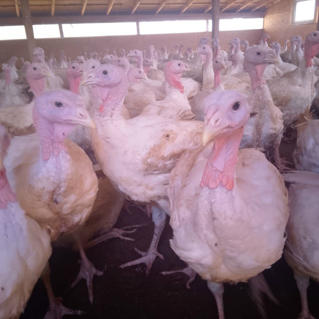 Здравтсвуйте!
30.11.2025г забой свежей тушки индейки.
Прода...