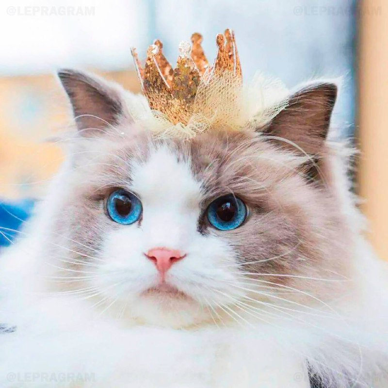 Сегодня отмечается День принцесс
Не забудь поздравить свою