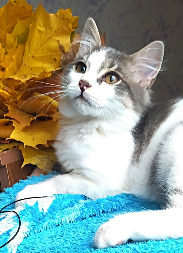 Маленький Пуховичок остался один. Сестрица уехала в но...