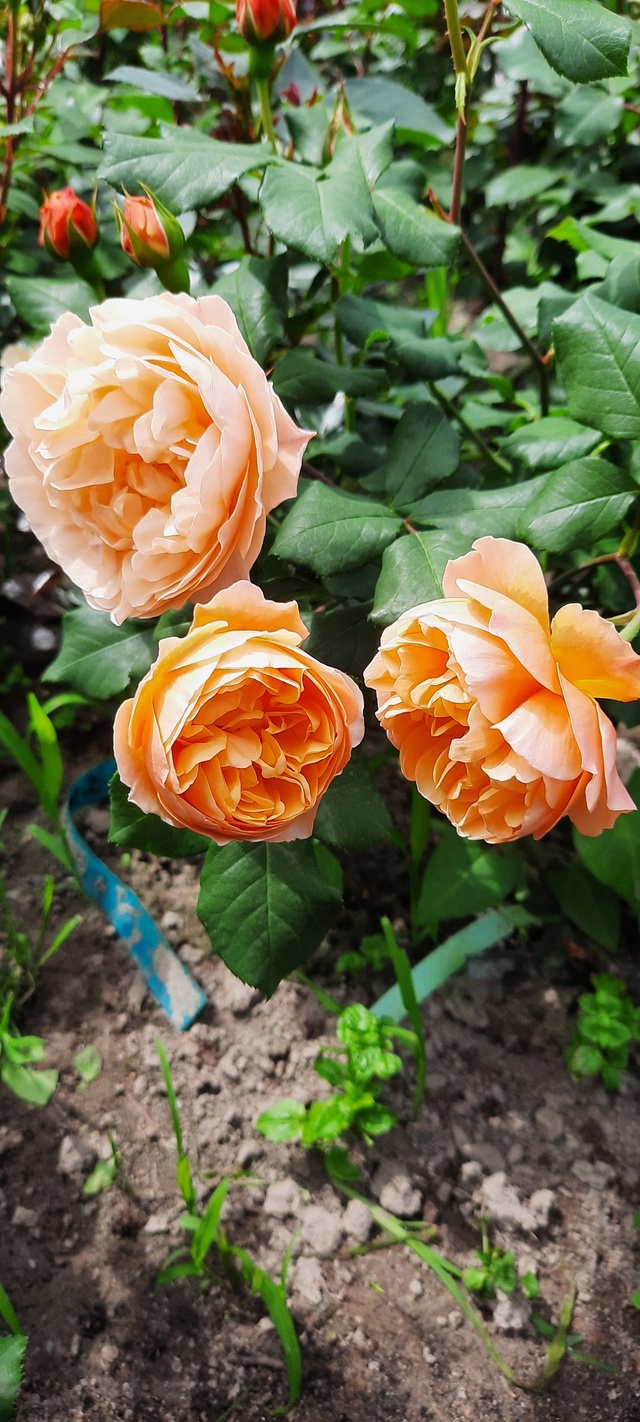🌹 Юлькины Розы – вдохновение, выращенное с любовью 🌹...