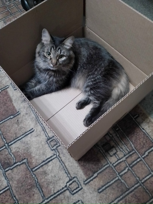 Абдулка любит пакеты, сумки,шкафы,коробки и легко в них...