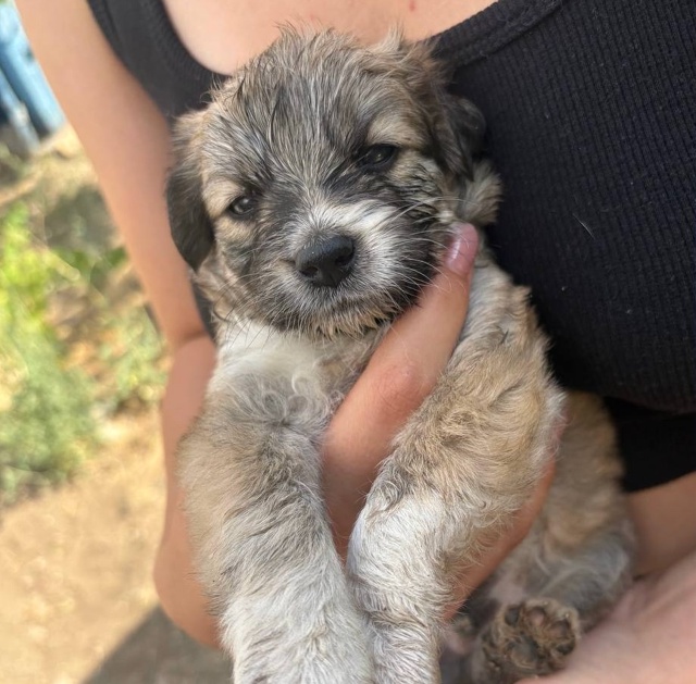 Щенки 🐶 мальчики в добрые руки, кушают всё, будут сред?...