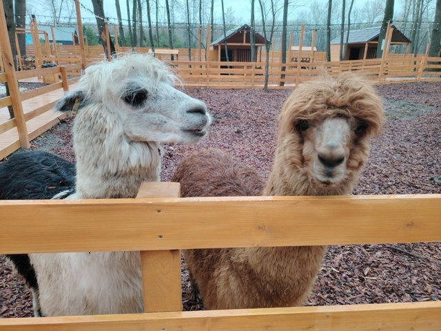 🟢🟢🏔 «Парк альпак» в Уфе работает без лицензии
Речь ...