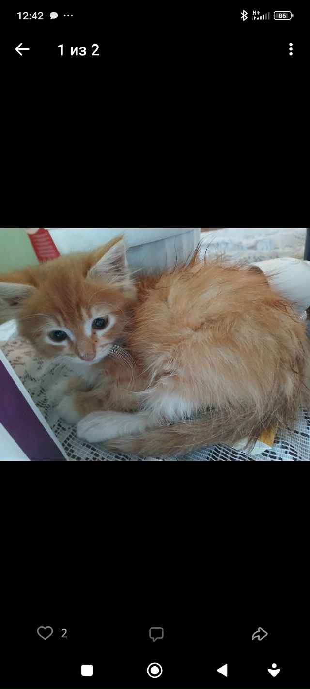 Подобрал с улицы . и вот такое рыжее чудо за три месяца ?...