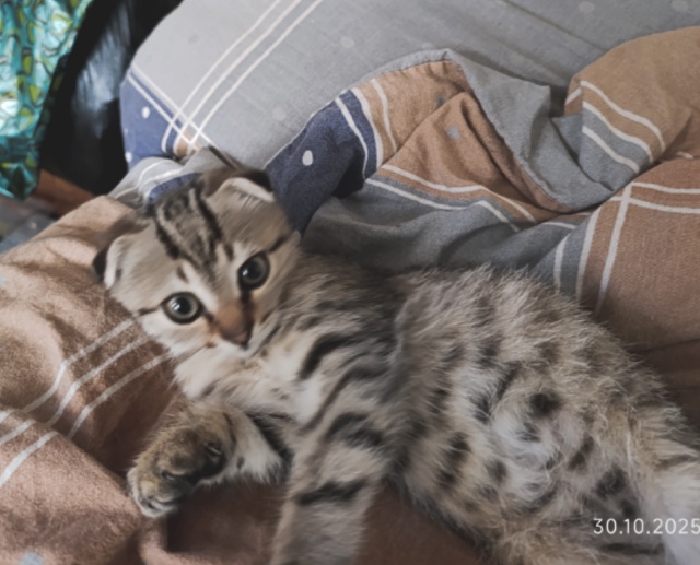 Бандиты
Лёлик
И
Толик