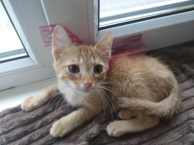 🍑 Котёнок Персик ищет любящих хозяев!
Персику сейча?...
