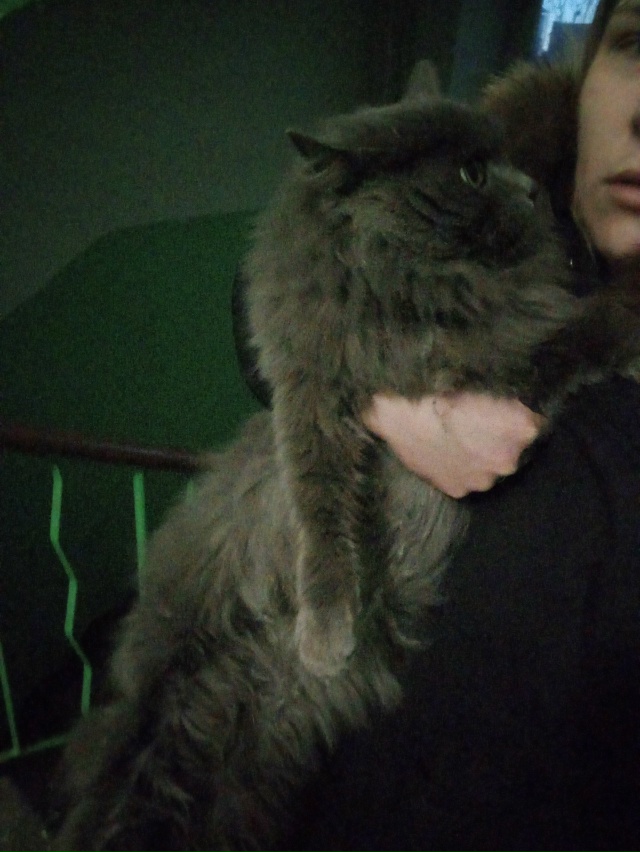 Чей кот ? Видно что домашний толстый .