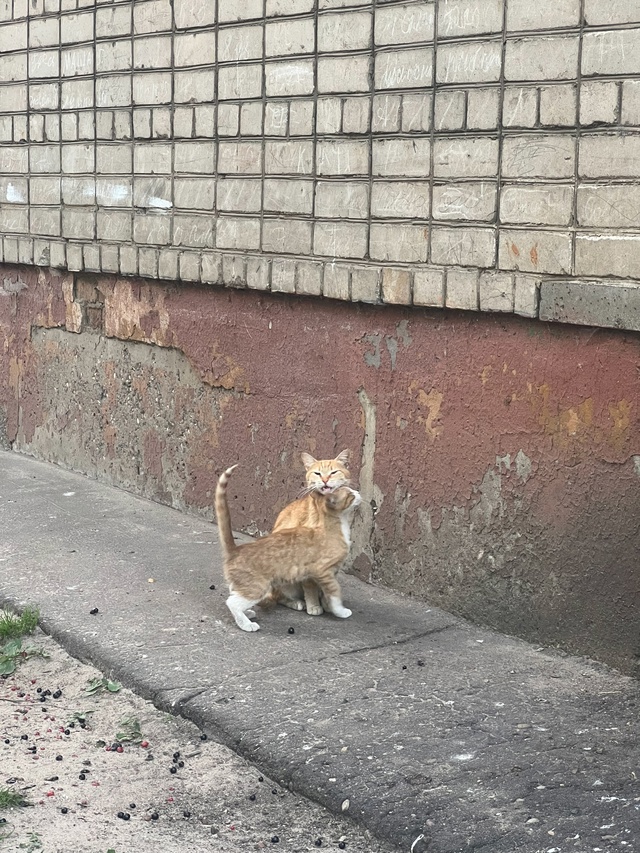 Умоляю,отдельным постом
Крик души!Маленький котёноче?...