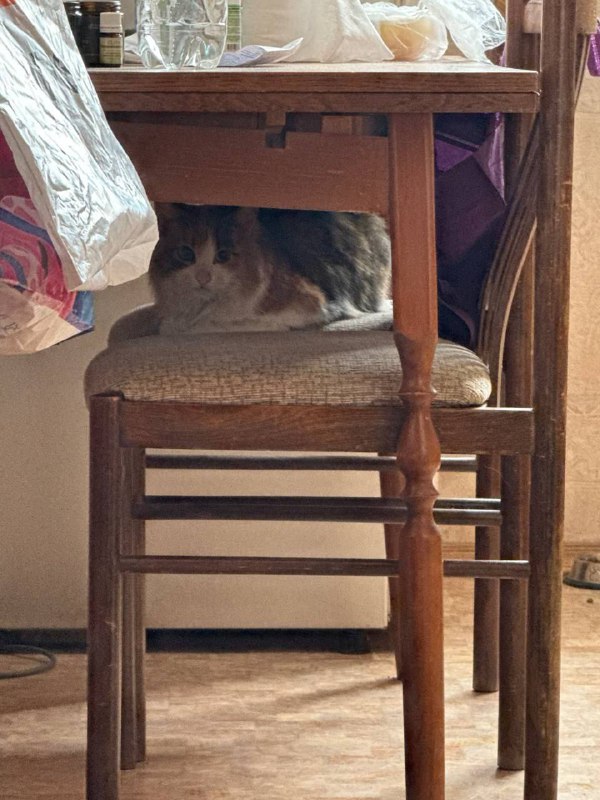 Москва! Кошечка ищет дом! Подбросили кошку трехцветную. Явно домашняя, но очень испуганная. Позволил