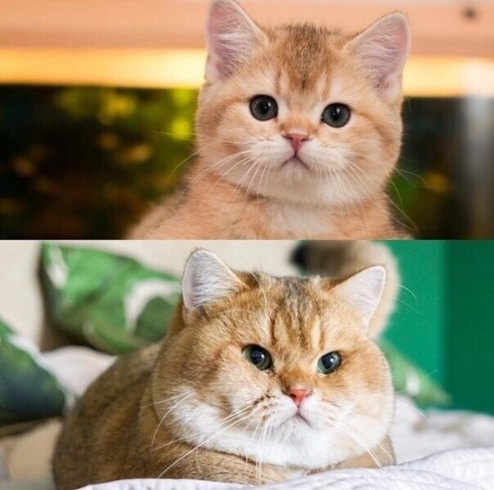Время идёт, харя растет)))