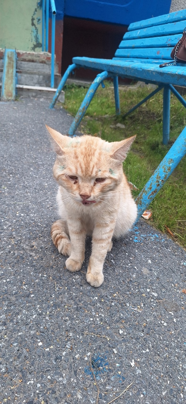 На солнечной 16 возле 2 подъезда кричит рыжий котик, вид?...