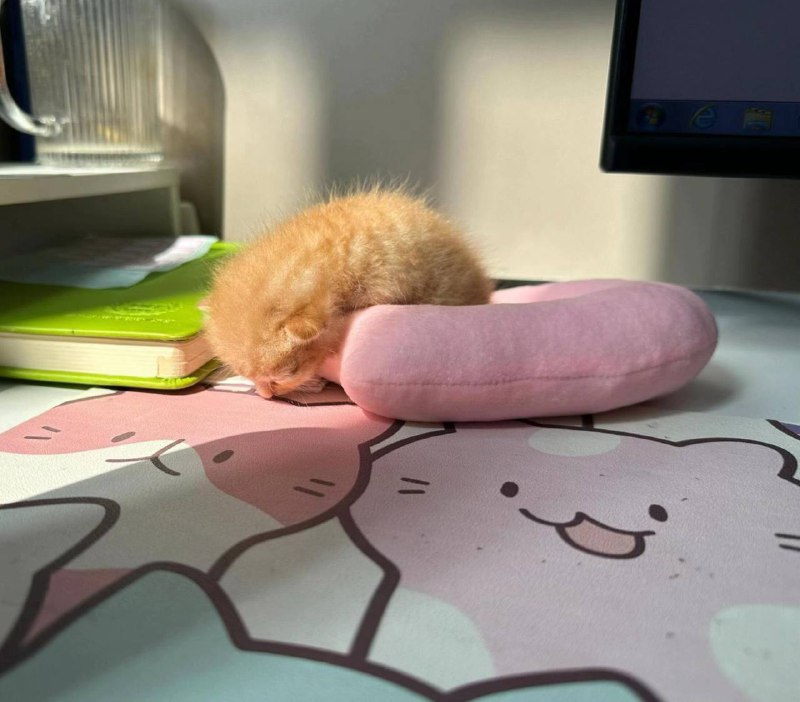 Рабкотаем изо всех сил