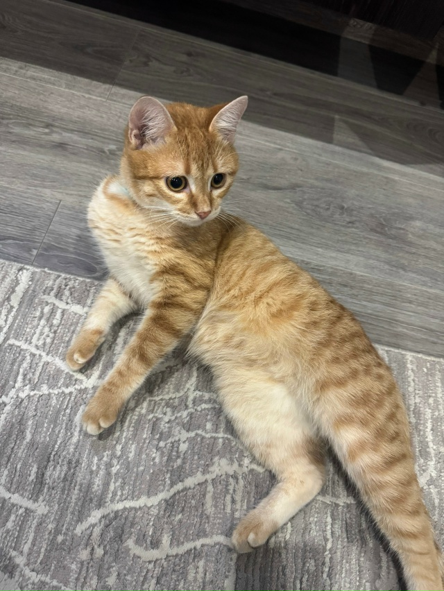 Нашли котика в районе Пушкина 8, очень ухоженный, подум?...