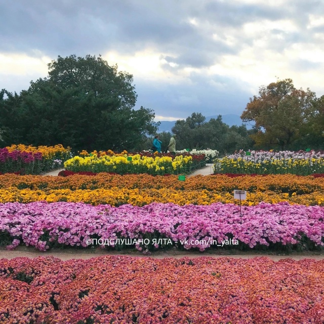 🎉 До открытия Бала хризантем 2025 остаётся ровно неделя...