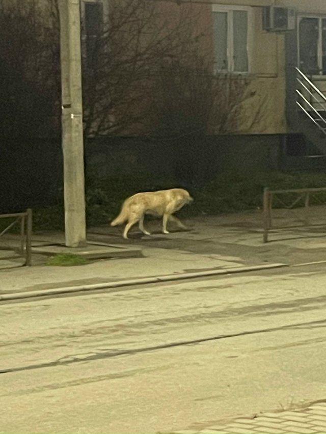 Здравствуйте. Я надеялась, что эту собачку поймали уже ...