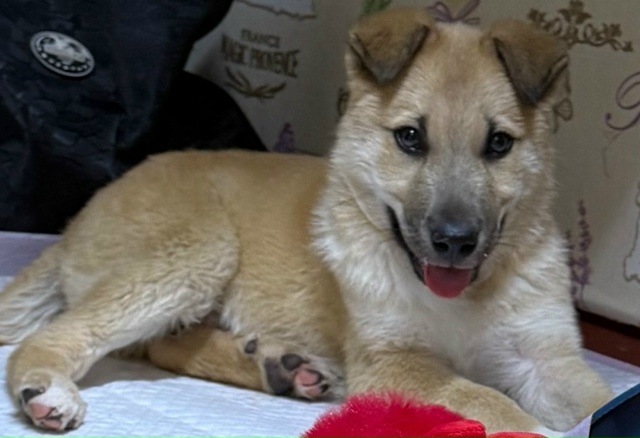 Щенок,мальчик,выкинули на мусорку. Подобрала на переде...