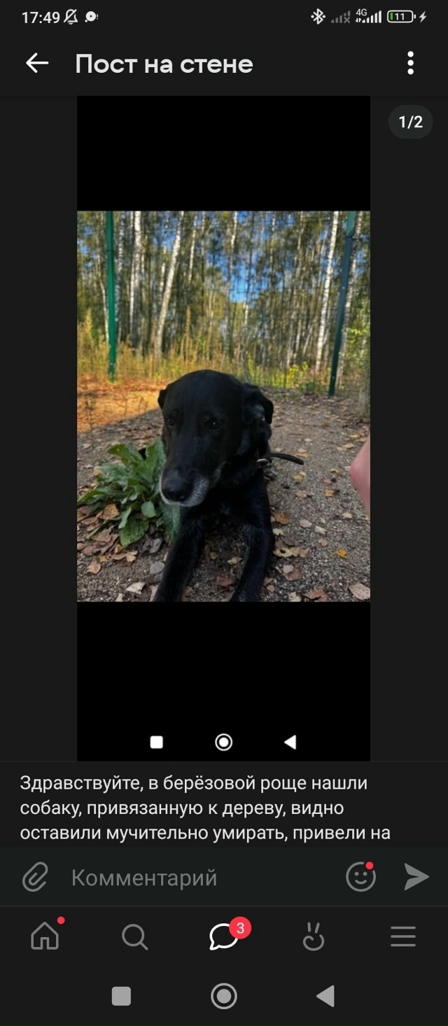 Здравствуйте, месяц назад был пост с собакой, привязан?...