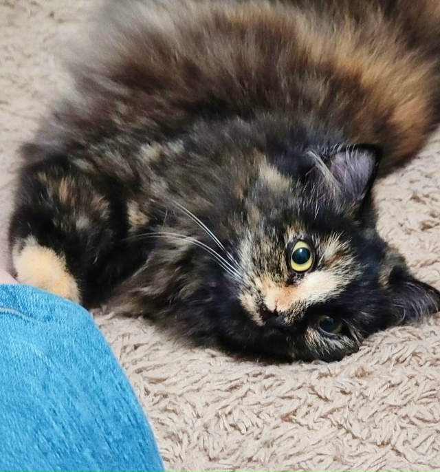 Киска Ириска🐈‍⬛