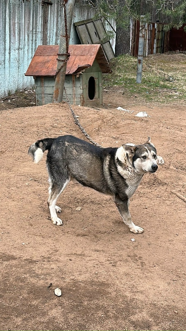 Сотворим Новогоднее чудо вместе! Снова просим помощи д...