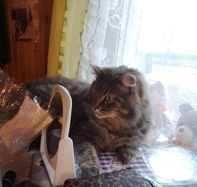 Тот момент, когда видишь себя в зеркале 😸
Кот Тимка .