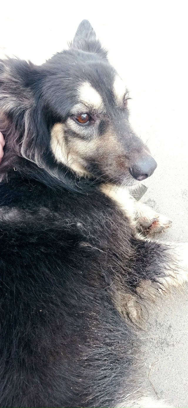 Кто потерял собаку, сейчас находится у красного белого...