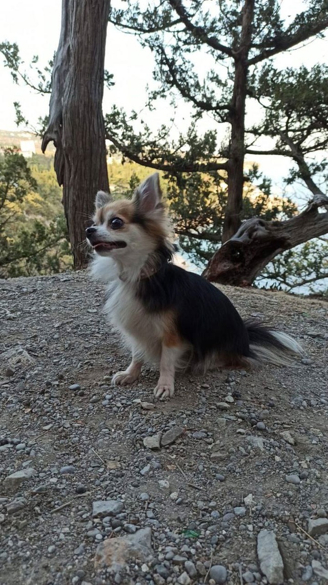 ⚠️ Пропал(а) собака породы чихуаху
? Можайский район...