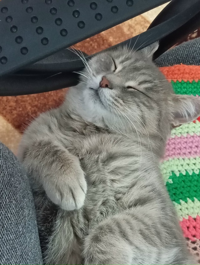 Сон кошечки бесценен 🩷