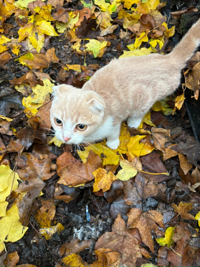 Подкинули котят ! Оставить не могу, т к у самой три кошк?...